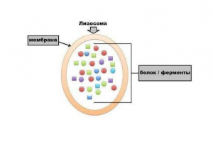 Характеристика, роля и образуване на клетъчни лизоси Характеристика, роля и образуване на клетъчни лизоси